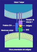 En el diagrama se ve cómo se realiza la unión entre la molécula CMH asociada al antígeno, con el receptor del linfocito T.