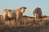 Imagen de una vaca.