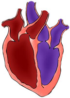 Imagen-esquema de las cavidades del corazón.