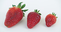 Tres fresas ordenadas de menor a mayor.