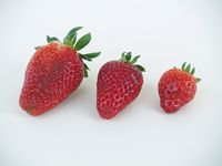 ESO04_CONT_R21_fresas.jpg