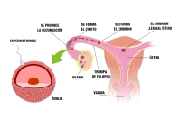 Proceso de fecundación en la trompa. 