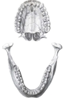 Disposición de las piezas dentarias en sus alveolos.