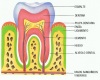 Ilustración de los tejidos dentales.