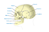 Huesos del cráneo en visión lateral.