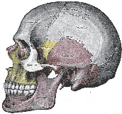 Visión lateral de los huesos del cráneo.