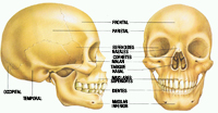 Proyección anterior y lateral del cráneo.