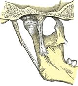 Imagen de unos ligamentos de la ATM.