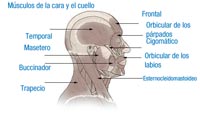 Imagen de los músculos de la cara.