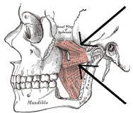 Dibujo de un músculo pterigoideo externo.