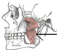 Dibujo de un músculo pterigoideo interno.