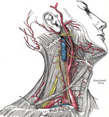 Imagen de las arterias carótidas.