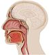 Corte sagital para observación del suelo de la boca.