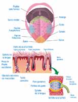 Anatomía lingual.