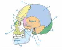 Vision lateral cabeza osea