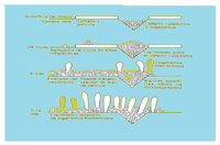 Formación placa supragingival.