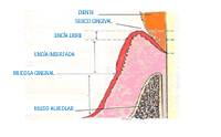 Encía y sus componentes.