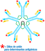 Molécula de IgM mostrando sus diez sitios de unión para determinantes antigénicos. 