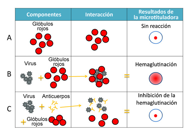 1-5-inhibici-n-de-la-aglutinaci-n