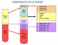 En la imagen se muestra un esquema en el que se indica las dos fases de la sangre,plasma y fracción forme y se detallan los distintos componentes de cada una de ellas.