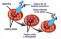 Se observan dibujados tres eritrocitos, al primero llega una flecha que incluye diversas esferas representando moléculas de oxigeno. En el segundo eritrocito aparecen las moléculas de oxígeno en su interior. Finalmente del último eritrocito sale una flecha con las esferas de oxígeno y puede leerse 