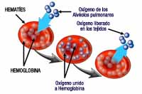 Se observan dibujados tres eritrocitos, al primero llega una flecha que incluye diversas esferas representando moléculas de oxigeno. En el segundo eritrocito aparecen las moléculas de oxígeno en su interior. Finalmente del último eritrocito sale una flecha con las esferas de oxígeno y puede leerse “oxígeno liberado a los tejidos”.