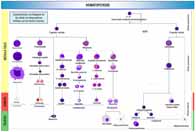 Ilustración donde se muestran las distintas lineas celulares de la hematopoyesis, incluyendo las células precursoras y la células maduras.