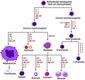 Esquema de la hematopoyesis en la que se muestra a que nivel actúan los distintos factores de crecimiento.