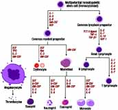 Esquema de la hematopoyesis en la que se muestra a que nivel actúan los distintos factores de crecimiento.