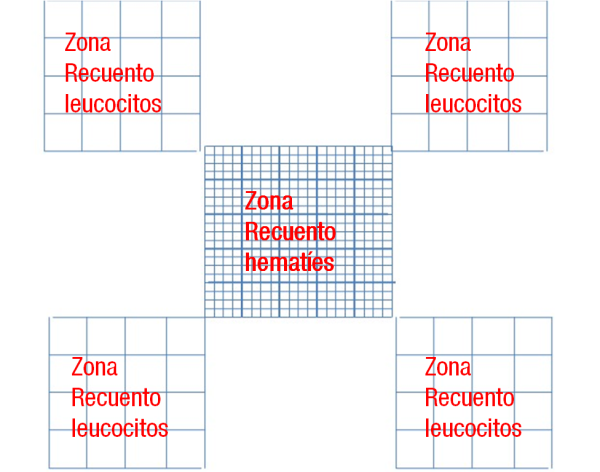 Se observan cinco cuadrículas, una central con el nombre de zona de recuento de hematíes, y cuatro más en diagonal con la central nombradas como zonas de recuento de leucocitos.