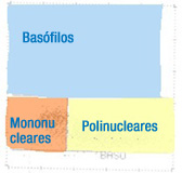Imagen donde se observa el citograma realizado en el canal de basófilos de un contador de cinco poblaciones, donde se han coloreado las distintas zonas significativas y se les ha añadido el correspondiente nombre.