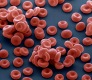  Se ven formas circulares coloreadas de rojo y   forma tridimensional característica de los hematíes con la zona central más hundida, dispuestos aleatoriamente sobre una superficie coloreada de azul. 