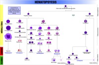 Se ve un esquema en forma de árbol donde a partir de una célula parten dos líneas donde aparecen dos nuevas células que su vez se dividen en tres nuevas líneas celulares. 