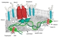  Se ve una figura donde esta representada la estructura de la membrana del hematíe. De arriba a abajo encontramos: Filas de círculos amarillos que representan el glucocalix, doble fila de círculos y líneas que representan la doble capa de fosfolípidos. Entre ellos formas geométricas variadas que representan a las proteínas intrínsecas, por último líneas más gruesas entrelazadas unidas a piezas geométricas variadas que se unen a la bicapa de fosfolípidos que representan a las proteínas extrínsecas. 