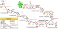 Se ve un esquema de flechas donde se representa el proceso de metabolización de la glucosa denominado glucolisis. Esta formado por las representaciones químicas de las distintos compuestos que se van formando a partir de la glucosa así como las enzimas que intervienen en cada paso y los productos más importantes que se obtienen.   