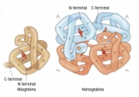 Figura con la representación esquemática de dos proteínas: a la izquierda la mioglobina representada por una línea gruesa enrollada en forma de ovillo , don de se detallan los extremos amino y carboxi terminal y un pequeño disco situado en el centro representando al grupo hemo. A la derecha la hemoglobina, representada por cuatro líneas gruesas, iguales dos a dos, enrolladas en forma de ovillo, donde se detallan los extremos amino y carboxi terminal de cada una y los discos que representan al grupo hemo. 