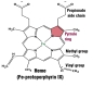 Figura que representa la estructura química del grupo hemo, constituida por 4 pentágonos, anillos pirrólicos, unidos por líneas simples y dobles. En la misma se detallan mediante líneas los radicales químicos que la caracterizan, grupos vinilos y metilos así como la posición central del átomo de hierro. (idioma inglés).  