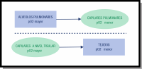 Esquema donde se observan dos partes separadas por una línea horizontal central. En la parte superior dos figuras rectángulo y círculo que representan a los alveolos pulmonares y capilares pulmonares conectados por una flecha, sentido alveolos a capilares, que indica el desplazamiento del oxígeno entre estos compartimentos. En la parte inferior, otras dos figuras, un círculo y un rectángulo que representan a los capilares a nivel tisular y a los tejidos conectados por una flecha, sentido capilares a tejidos, que indica el desplazamiento del oxígeno entre estos compartimentos. 