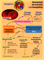  Imagen en la que se describe de forma esquemática las funciones de los eritrocitos y de la hemoglobina así como los procesos de formación y destrucción.   