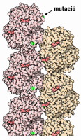 Se ve la representación de dos cadenas de la hemoglobina S, enrolladas en forma de ovillos alargados y unidas entre si. En la parte superior hay una zona marcada con una flecha que lleva adjunta el nombre mutación. 
