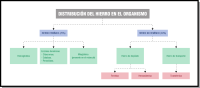 Esquema en forma de árbol que parte de la frase: “distribución del hierro en el organismo” que se divide con dos flechas en: “hierro hemínico 70%” y “hierro no hemínico 30%.” A su vez de cada uno de estos apartados se divide en: