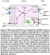 En la imagen se describe el proceso de absorción del hierro desde la luz intestinal hasta la sangre.   