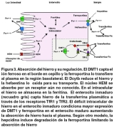 En la imagen se describe el proceso de absorción del hierro desde la luz intestinal hasta la sangre. 