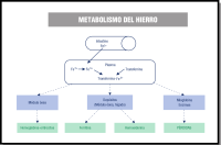 Esquema formado por un cilindro que representa al intestino donde el hierro en forma reducida pasa a la sangre representada por un rectángulo colocado debajo, en este compartimento el hierro pasa a estado oxidado y desde ahí se reparte a los distintos lugares del organismo, representados por cuadros dispuestos debajo del rectángulo nombrados con “médula ósea, depósitos y mioglobina”.