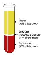 Figura de un tubo lleno de sangre en el que se distinguen tres partes señaladas marcadas con sus respectivos rótulos: la parte superior de color amarilla y rotulada como plasma, una zona central pequeña de color blanco rotulada como leucocitos y plaquetas, y la parte inferior de color rojo rotulada como eritrocitos (en inglés).