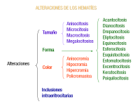 Esquema de llaves que comienza en alteraciones dividiéndose en tamaño, color, forma e inclusiones eritrocitarias, a su vez se dividen cada una en tamaño: anisocitosis, microcitosis, macrocitosis y megalocitosis; color: anisocromía, policromasia, hipocromía, hipercromía; forma: acantocitosis, eliptocitosis, dianocitosis, drepanocitosis, equinocitosis, esferocitosis, esquistocitosis,estomatocitosis, excentrocitosis,keratocitosis,poiquilocitosis.