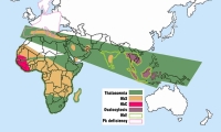 Mapa de los continentes de Europa, Asia,Oceanía y África. Se observan zonas coloreadas de África, Europa y Asia cuyo significado se interpreta con un rótulo en la parte inferior donde asigna a cada color un tipo de anemia: talasemia, Hb S, Hb C, Hb E, ovalocitosis, deficiencia de PK.