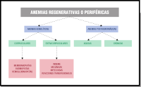 Esquema de cajas y flechas que parte de anemias regenerativas que conecta con anemias hemolíticas y anemias posthemorrágicas. Las anemias hemolíticas se dividen mediante dos flechas en corpusculares y extracorpusculares. Las anemias posthemorrágicas se dividen mediante dos flechas en agudas y crónicas. Por último, corpusculares conecta con una flecha con membranopatias, enzimopatias y hemoglobinopatias y extracorpusculares conecta con una flecha con inmune, mecánica, infecciosa. 