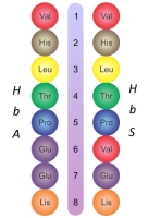 Se observan la secuencia de aminoácidos se representan mediante círculos de distinto color. Se precia como la diferencia entre los dos tipos de hemoglobina se debe a que en el aminoácido situado en la posición 6 es distinto.     