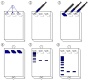 Se los dibujos de seis tiras de gel donde se representa muy esquematicamente las fases de la electroforesis: perforación pocillos, aplicación de muestras, aplicación de campo eléctrico, separación de proteínas.  